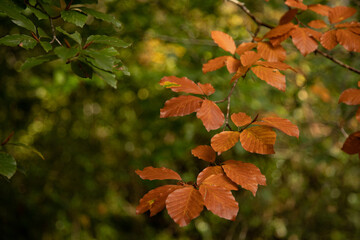 Beech Tree Leaves in Autumn Genus Fagus