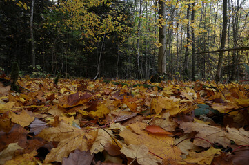 Fallen yellow leaves in the forest in autumn