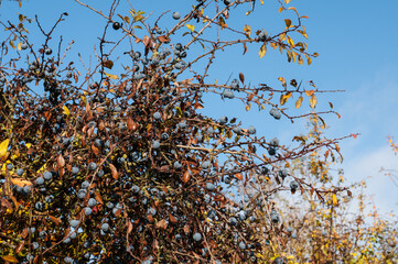 rain drops on the fruits of a blackthorn