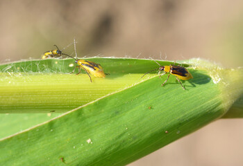 On the plant Western corn beetle