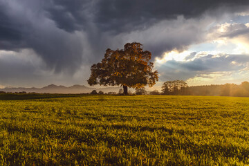Sunset over the field with lonely tree in autumn