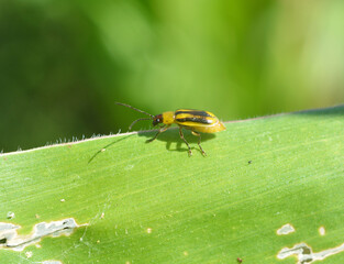 On the plant Western corn beetle