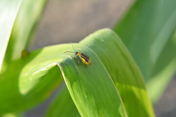 On the plant Western corn beetle