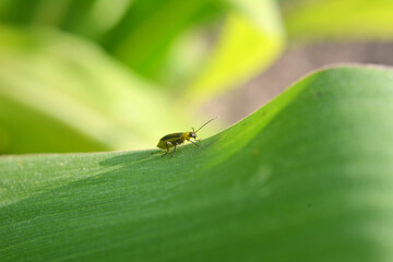 On the plant Western corn beetle