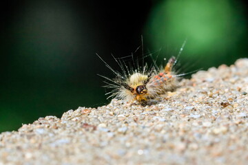 Gorgeous colorful larva of moth in a natural environment on a neutral green background. Czech Republic. Vapourer Moth, The Rusty Tussock Moth, Orgyia antiqua.