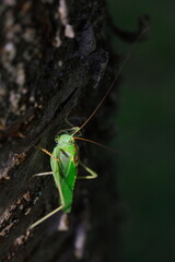 Close-up photo of the Great green bush-cricket sitting on tree trunk in magnificent lighting. Tettigonia viridissima.