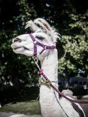 Lama mit Schleife © Jana