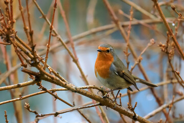 Close-up potrait of a wonderful and colorful songbird with shining eye, sitting on a twig in a bushes. Eurasian Robin, Erithacus rubecula.