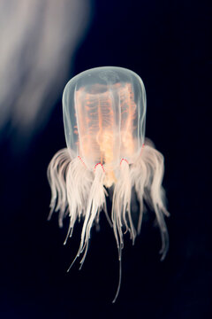 21 件の最適な カミクラゲ 画像 ストック写真 ベクター Adobe Stock