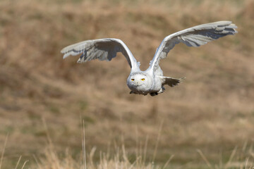 A great strong white owl with huge yellow eyes and wide spread wings flying above steppe directly to the photographer. Light beige grass in the background. Snowy Owl, Bubo scandiacus.
