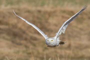 A great strong white owl with huge yellow eyes and wide spread wings flying above steppe directly to the photographer. Light beige grass in the background. Snowy Owl, Bubo scandiacus.