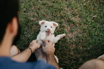 Puppy being tickled by his owner