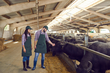 Glückliche junge Landwirte, die sich um schwarze Büffel kümmern, die in Ställen in der Scheune auf einem Milchviehbetrieb stehen