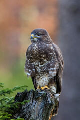 Close-up portrait of brown bird of prey on background of colorful forest. Common buzzard, Buteo buteo