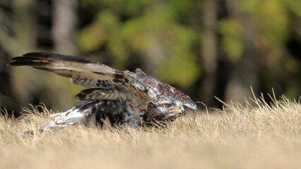 Close-up photo of wounded buzzard trying to hunt. Rough-legged Buzzard, Buteo lagopus.