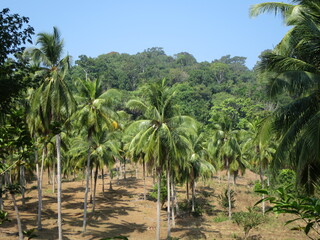 Isole Andamane - palme