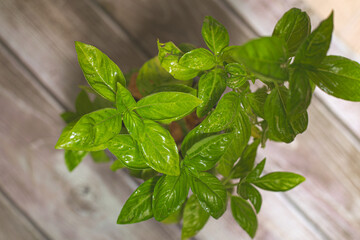 Green basil leaves plant in bloom scented aroma plant close up still on a wooden board