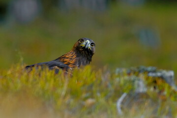 Close-up portrait of Golden Eagle in natural environtment, Aquila chrysaetos.