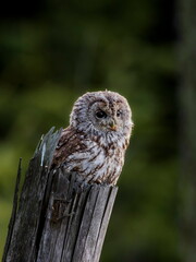 Close-up portrait of a beautiful owl in the backlight of the morning sunshine on a neutral background of a green forest. Tawny Owl, Strix aluco.