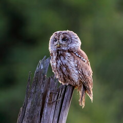 Close-up portrait of a beautiful owl in the backlight of the morning sunshine on a neutral background of a green forest. Tawny Owl, Strix aluco.