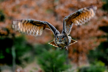 A great strong brown owl with huge red eyes flying through the forest directly to the photographer on a red and green trees background. Eurasian Eagle Owl, Bubo bubo.