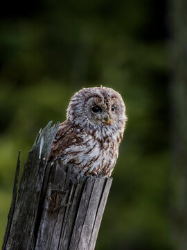 Close-up portrait of a beautiful owl in the backlight of the morning sunshine on a neutral background of a green forest. Tawny Owl, Strix aluco.