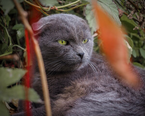 Naklejka na ściany i meble A gray Scottish Fold cat sits in the garden against a background of green and red leaves of wild grapes and hops. Pet portrait. Autumn day.