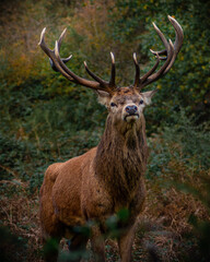 Deer in the forest wildlife 