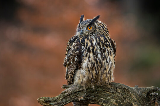 Close-up portrait of a great strong brown owl with huge red eyes on a red and green trees background. Eurasian Eagle Owl, Bubo bubo