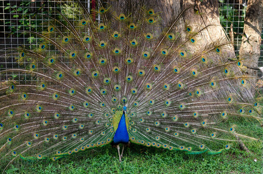 Peafowl with an open colorful feather tail