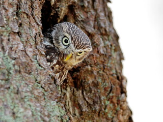 Close -up portrait of a brown owl with shining yellow eyes and a yellow beak. Little Owl, Athene noctua.