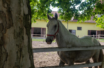 White horse standing on a farmland near a fence