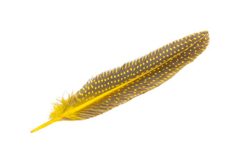 yellow fluffy decorative bird feather isolated on the white
