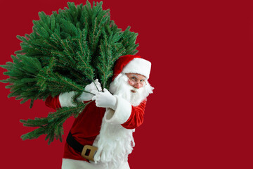 Santa man carrying artificial christmas tree. Christmas, new year, holidays. Christmas decor concept. Bearded man dressed in festive costume of Santa Claus carries Christmas tree.