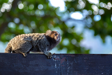 Two titi monkey Callithrix jacchus in the forest of Rio de Janeiro, Brazil.