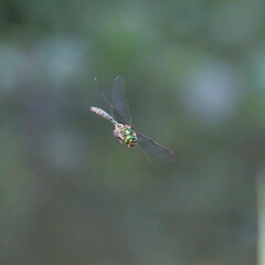 Closeup photo of dragonfly with transparent wings, neutral colorful background. Anax imperator.