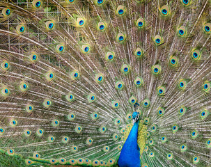 Fototapeta premium Peafowl with an open colorful feather tail