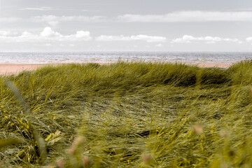 Lodged reed thickets on the sandy shore of the Gulf of Bothnia