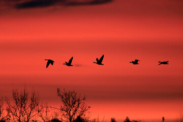 Silhouettes of several flying geese above bare trees in a strongly colored red sky with dark clouds...