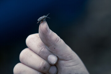 Green Shield Bug On Thumb Of A Hand