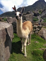 Llama - Machu Picchu - The lost city of the Inca in Peru, South America. Set high in the Andes Mountains, is a UNESCO World Heritage Site and one of the New Seven Wonders of the World. © Agata