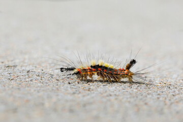 Gorgeous colorful larva of moth in a natural environment on a neutral green background. Czech Republic. Vapourer Moth, The Rusty Tussock Moth, Orgyia antiqua.