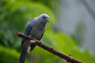 Bird sitting on Branch