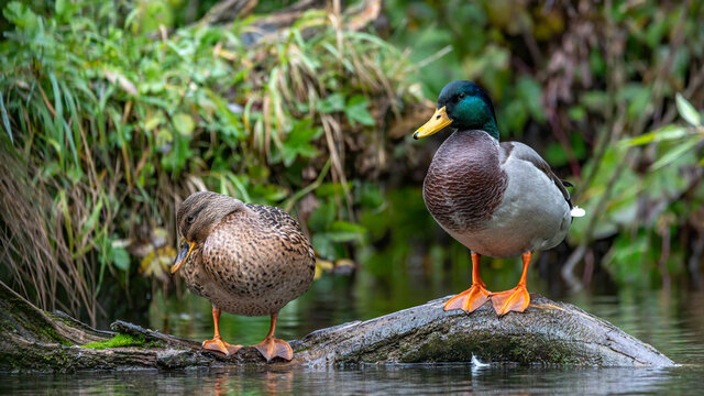 ente, bird, stockente, wasser, see, teich, natur, tier, wild lebende tiere,