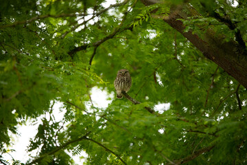 Little Owl (Athene Noctua) sitting on a branch in big tree