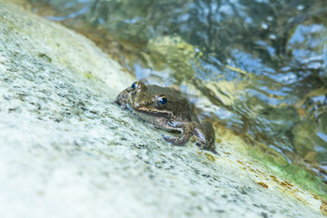 rana