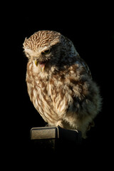 Little Owl on pole, isolated