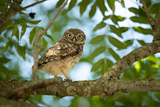 Young Little Owl (Athene Noctua) on a branch in a tree