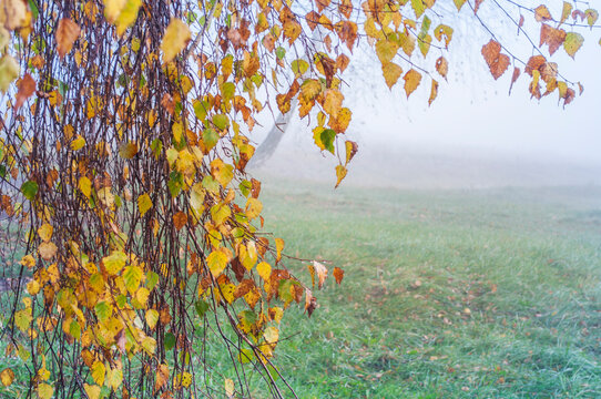 Birch branches with colorful autumn leaves and drops of dew on a blurred tuvan background. Autumn colors, selective focus