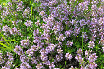 Thyme (Thymus serpyllum) blooms in nature